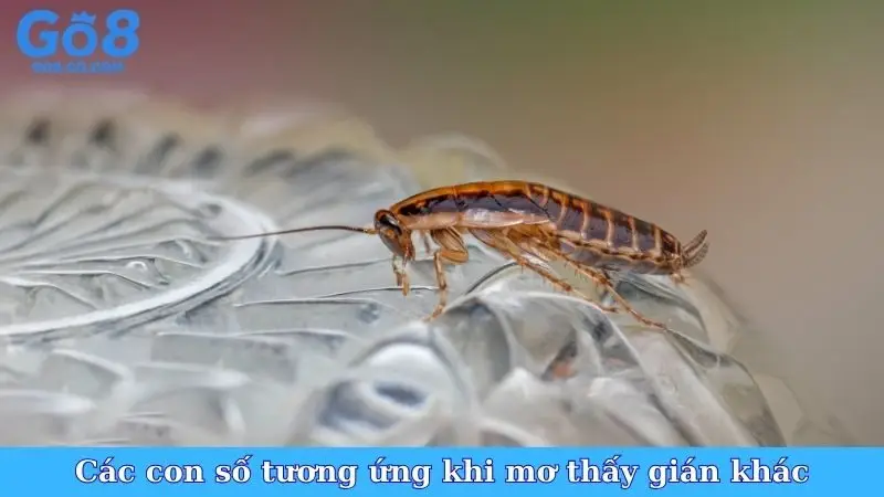 Các con số tương ứng khi mơ thấy gián khác