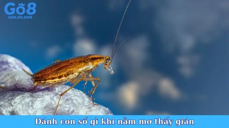 Đánh con số gì khi nằm mơ thấy gián