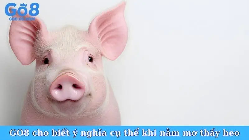 GO8 cho biết ý nghĩa cụ thể khi nằm mơ thấy heo