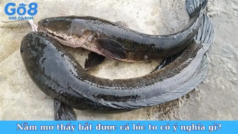 Nằm mơ thấy bắt được cá lóc to có ý nghĩa gì?