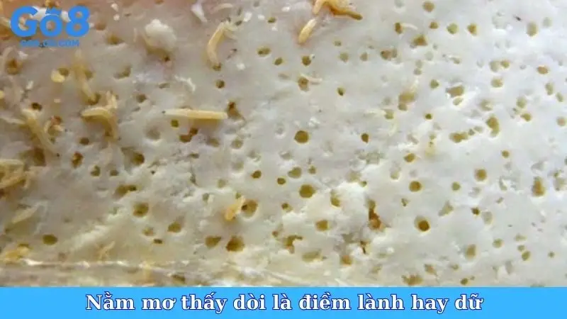 Nằm mơ thấy dòi là điềm lành hay dữ