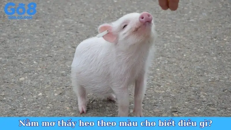 Nằm mơ thấy heo theo màu cho biết điều gì?