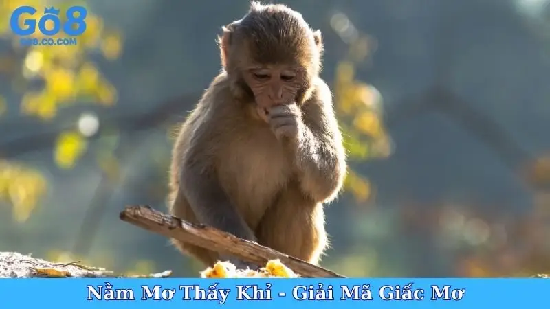 Nằm Mơ Thấy Khỉ - Giải Mã Giấc Mơ