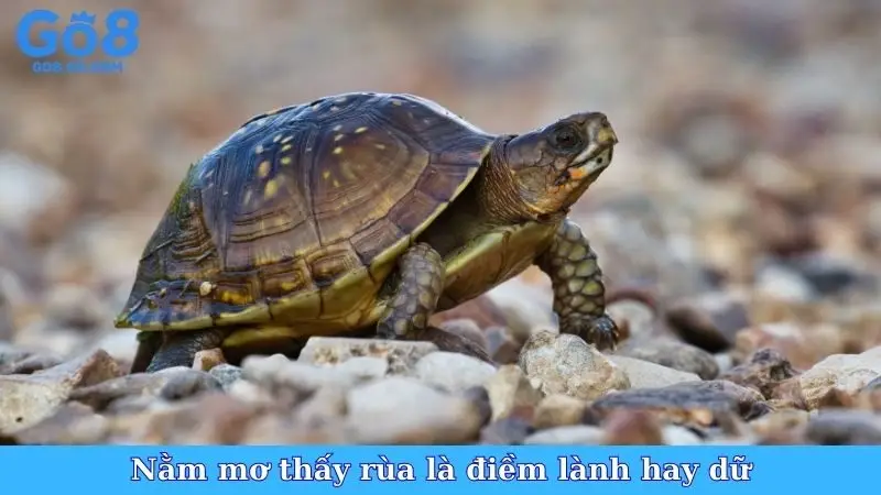 Nằm mơ thấy rùa là điềm lành hay dữ